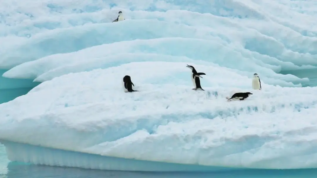 penguins in snow in antarctica