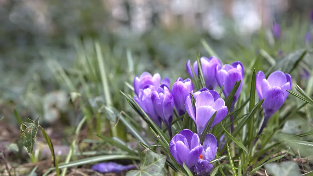 blooming crocus plant in spring grass