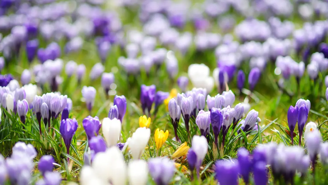field of  blooming white, purple, lavender, and yellow crocuses in spring